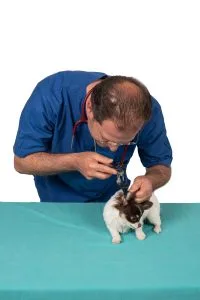 Le vaccinazioni del cane e del gatto