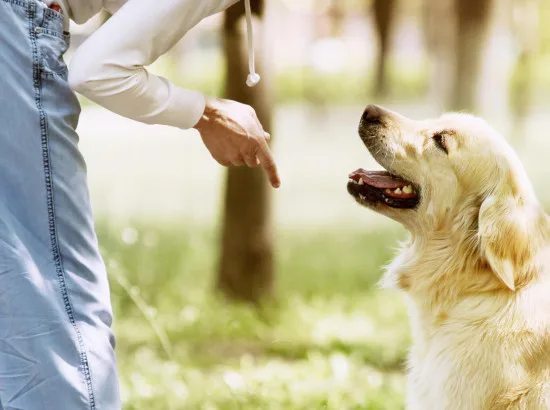 Veterinario Comportamentalista a Trapani