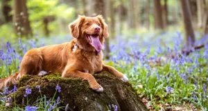 La detrazione delle spese veterinarie